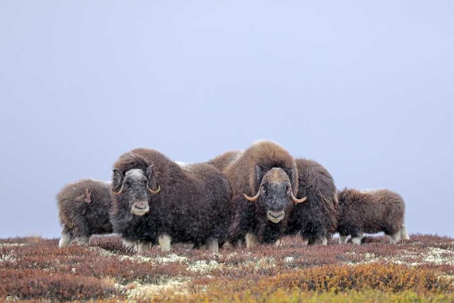 Moschusochsen im Dovrefjell, Norwegen