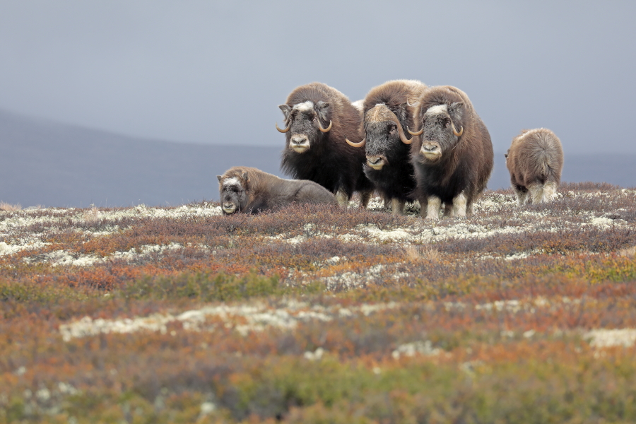Moschusochsen im Dovrefjell, Norwegen