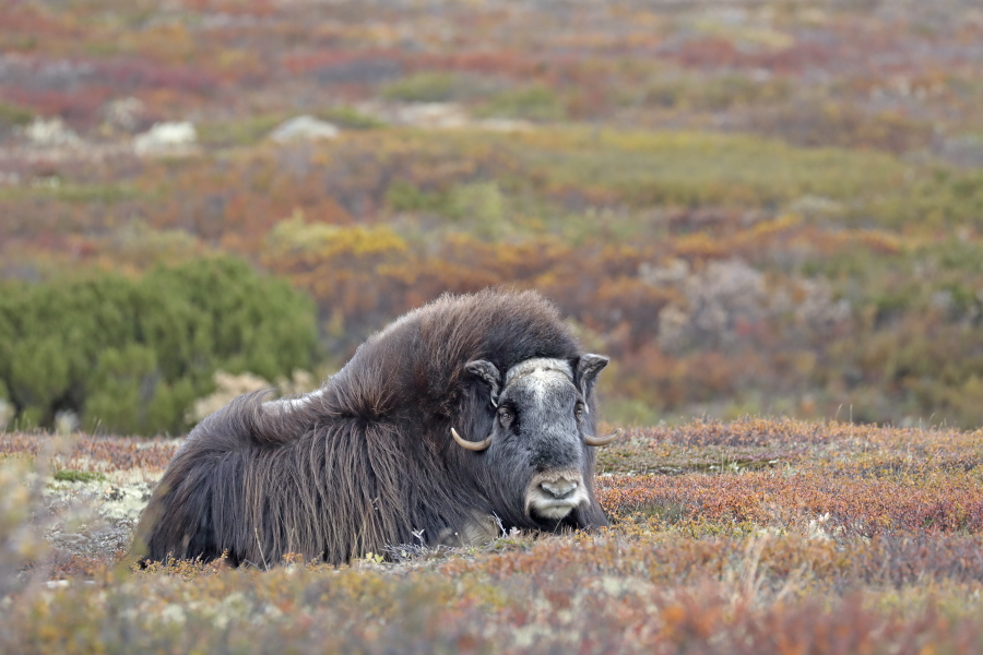 Moschusochse im Dovrefjell, Norwegen