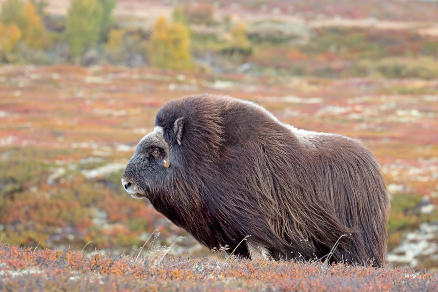 Moschusochse im Dovrefjell, Norwegen