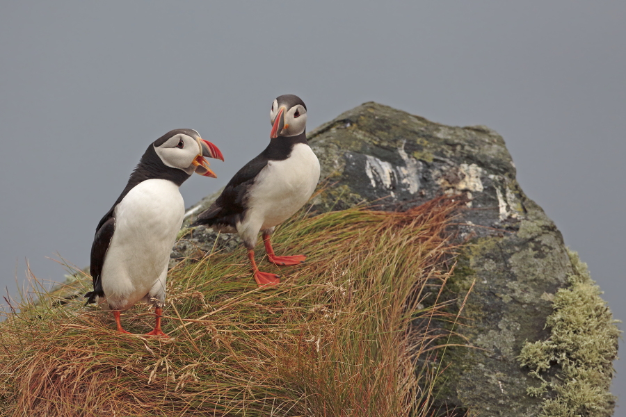 Papageitaucher auf der Insel Runde, Norwegen