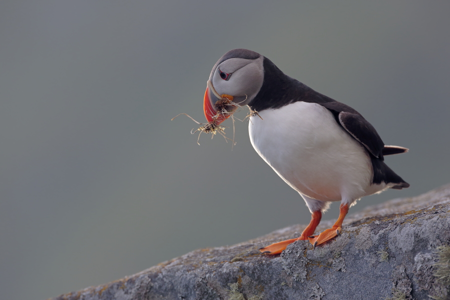 Papageitaucher auf der Insel Runde, Norwegen