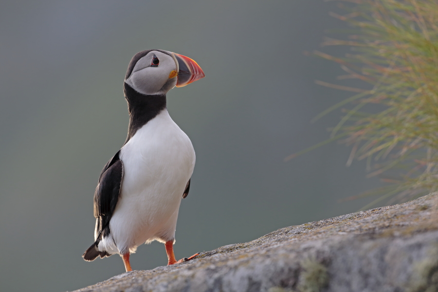Papageitaucher auf der Insel Runde, Norwegen