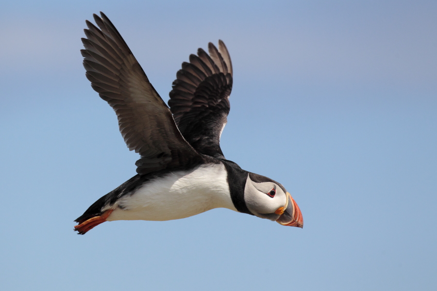 Papageitaucher auf den Farne Islands, Nordostengland