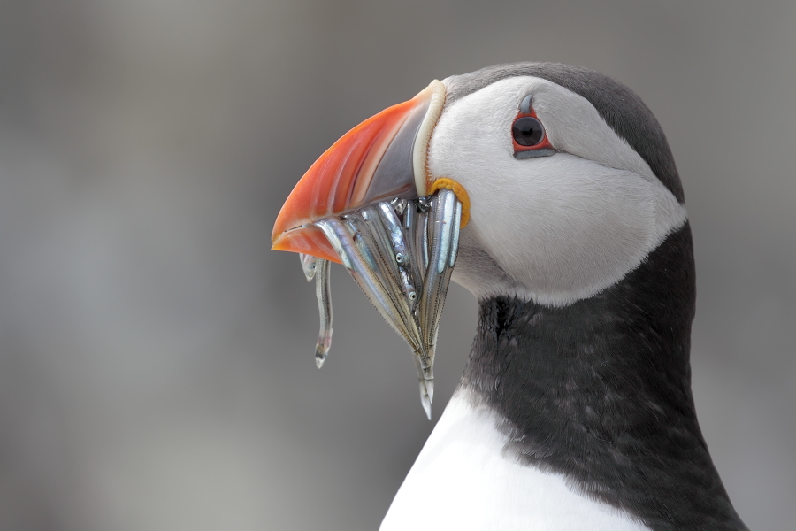 Papageitaucher auf den Farne Islands, Nordostengland