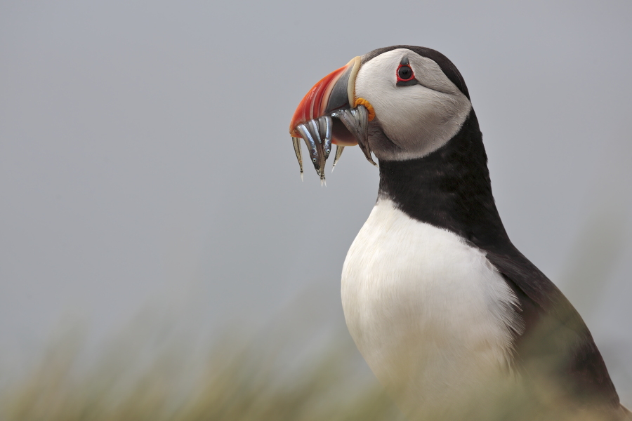 Papageitaucher auf den Farne Islands, Nordostengland