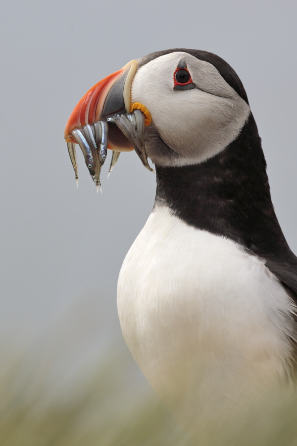 Papageitaucher auf den Farne Islands, Nordostengland