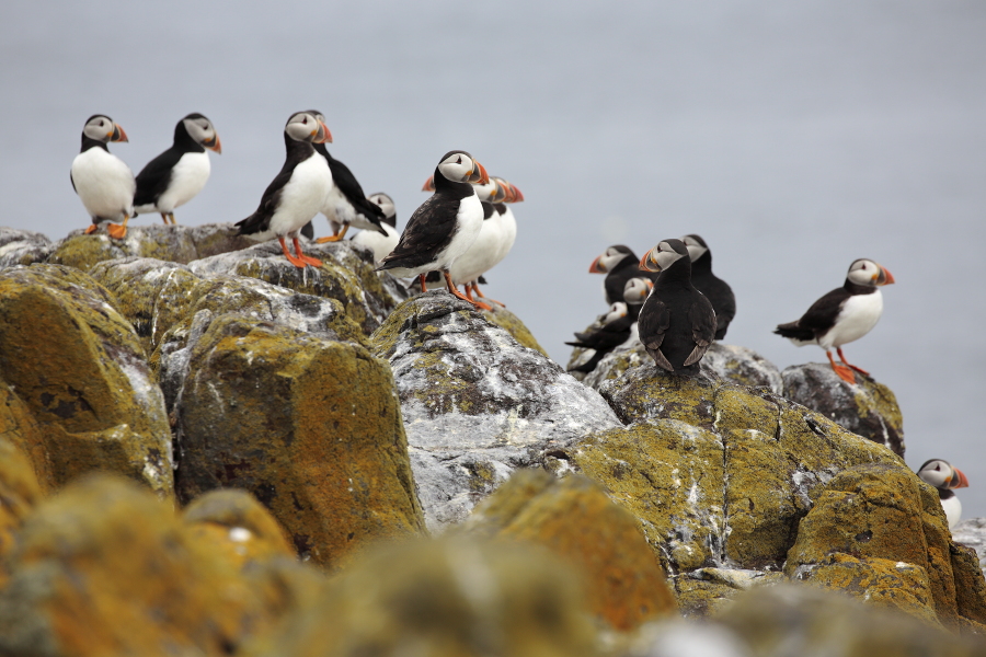 Papageitaucher auf den Farne Islands, Nordostengland