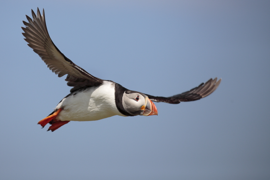Papageitaucher auf den Farne Islands, Nordostengland