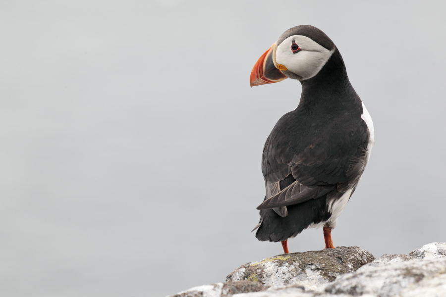Papageitaucher auf den Farne Islands, Nordostengland