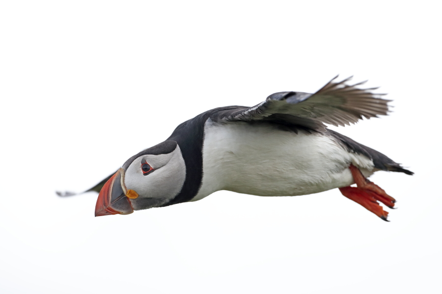 Papageitaucher auf den Farne Islands, Nordostengland