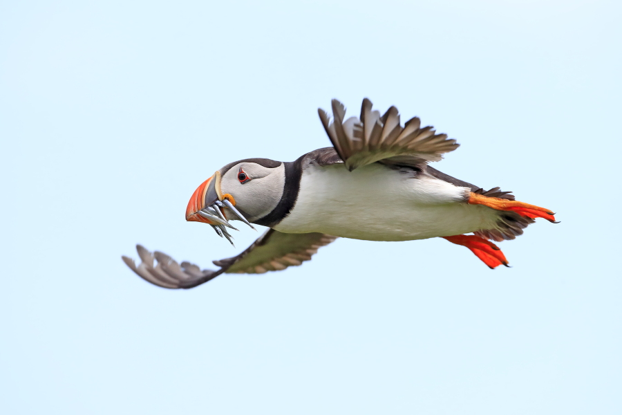 Papageitaucher auf den Farne Islands, Nordostengland
