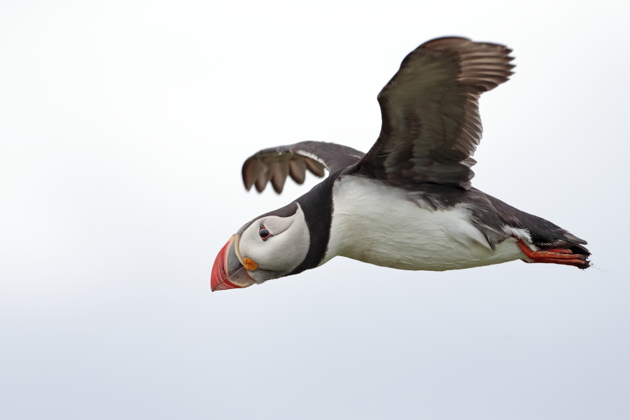 Papageitaucher auf den Farne Islands, Nordostengland