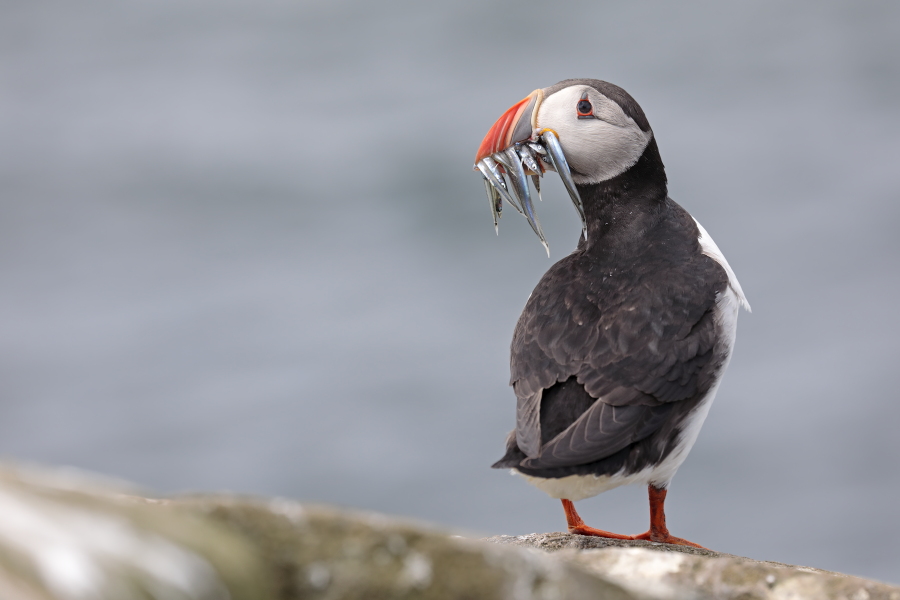 Papageitaucher auf den Farne Islands, Nordostengland