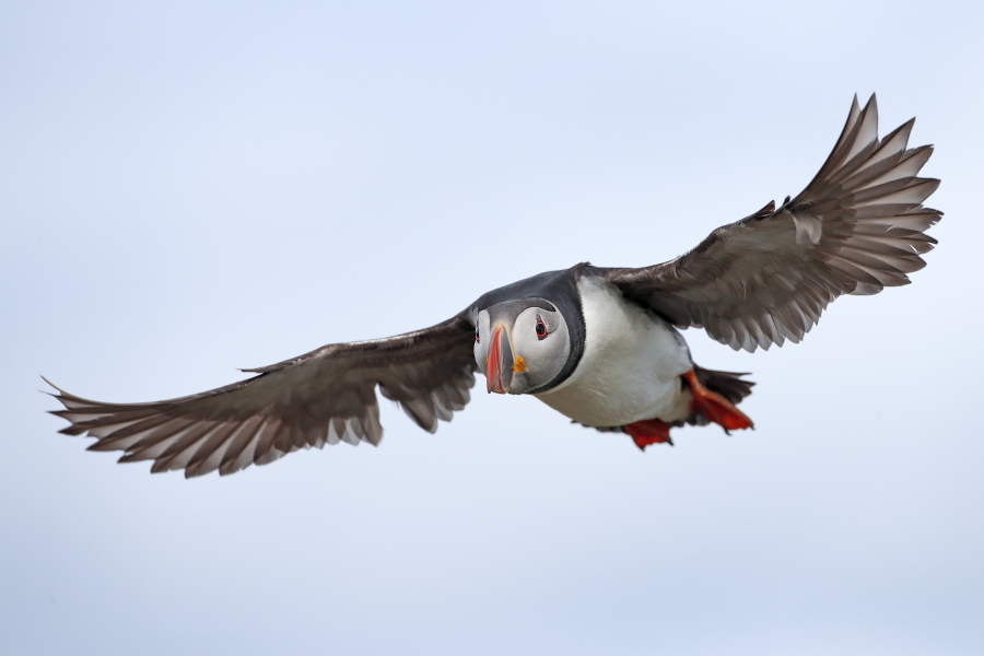 Papageitaucher auf den Farne Islands, Nordostengland