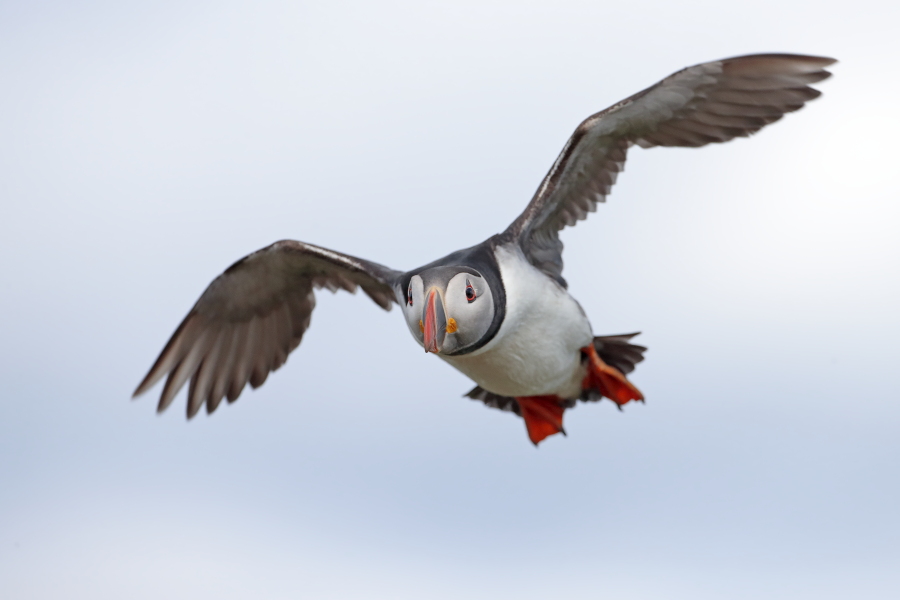 Papageitaucher auf den Farne Islands, Nordostengland