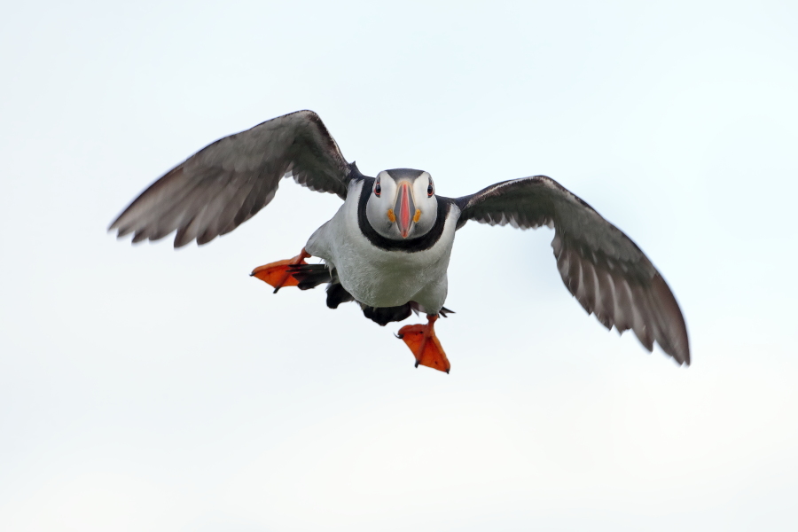 Papageitaucher auf den Farne Islands, Nordostengland