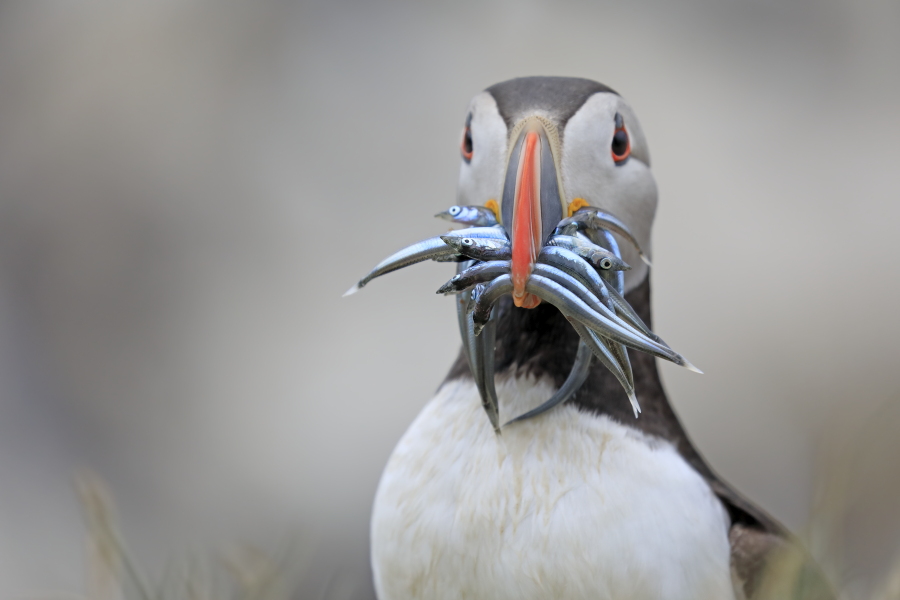 Papageitaucher auf den Farne Islands, Nordostengland