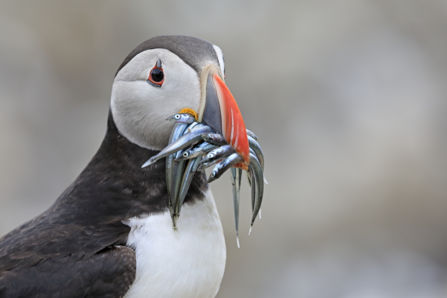 Papageitaucher auf den Farne Islands, Nordostengland