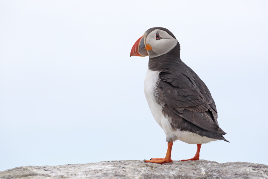 Papageitaucher auf den Farne Islands, Nordostengland