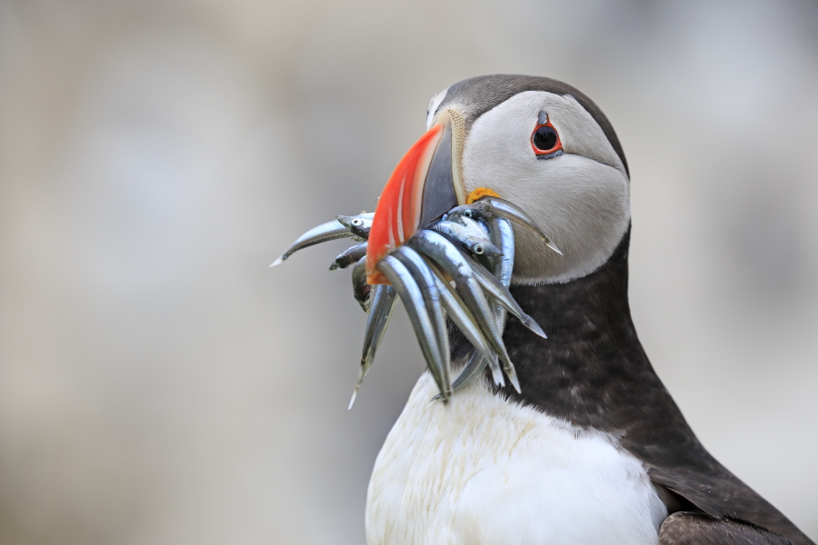 Papageitaucher auf den Farne Islands, Nordostengland