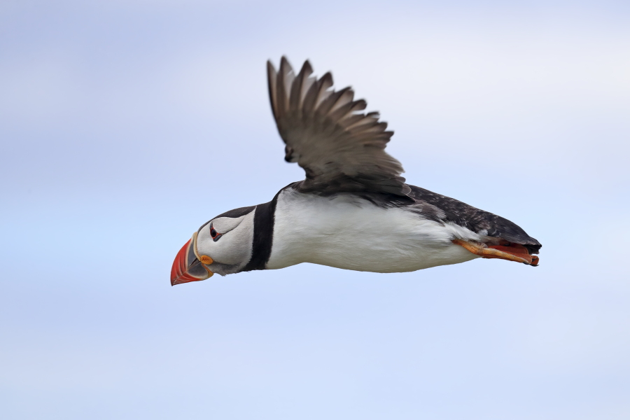 Papageitaucher auf den Farne Islands, Nordostengland