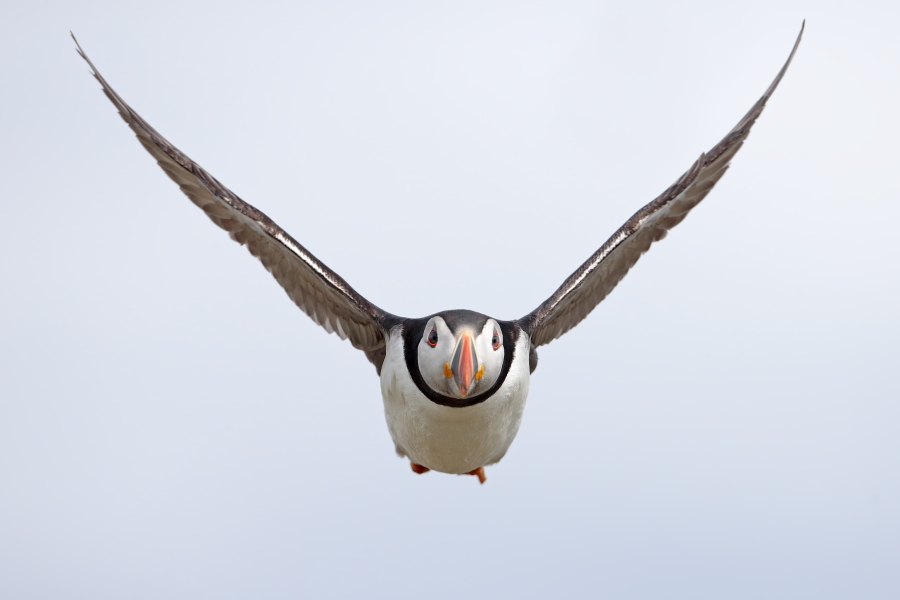 Papageitaucher auf den Farne Islands, Nordostengland