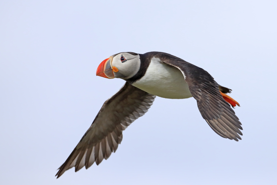 Papageitaucher auf den Farne Islands, Nordostengland