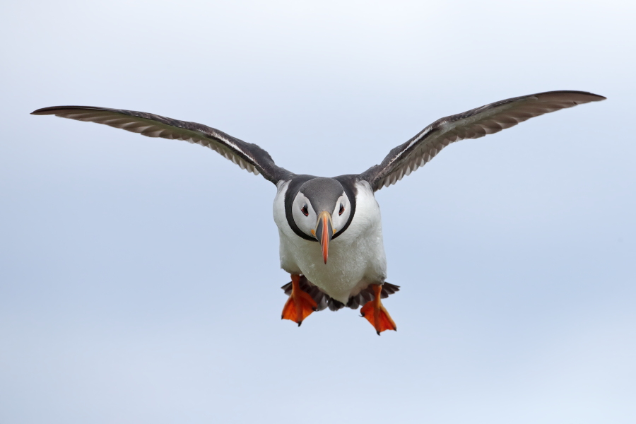 Papageitaucher auf den Farne Islands, Nordostengland