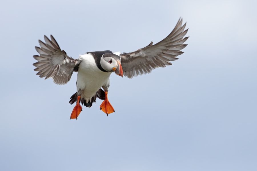 Papageitaucher auf den Farne Islands, Nordostengland
