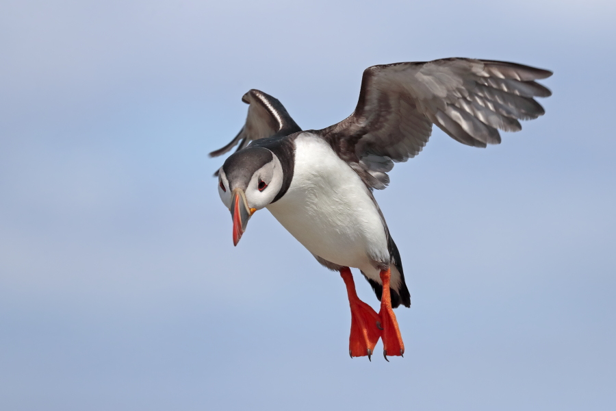 Papageitaucher auf den Farne Islands, Nordostengland
