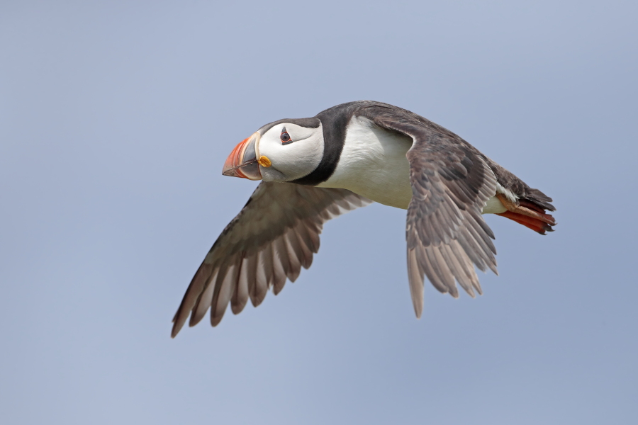 Papageitaucher auf den Farne Islands, Nordostengland