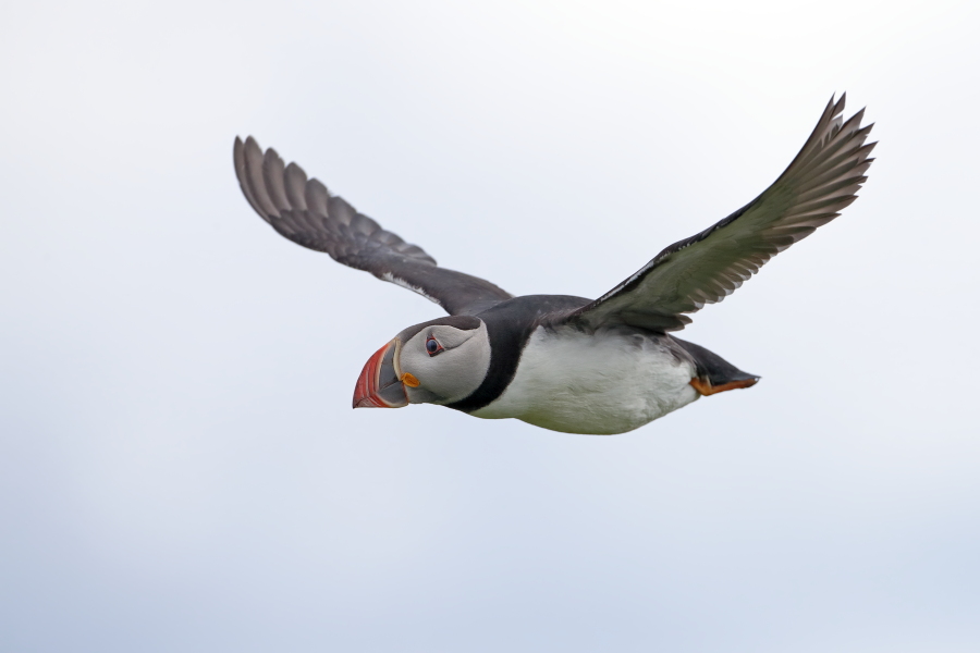 Papageitaucher auf den Farne Islands, Nordostengland