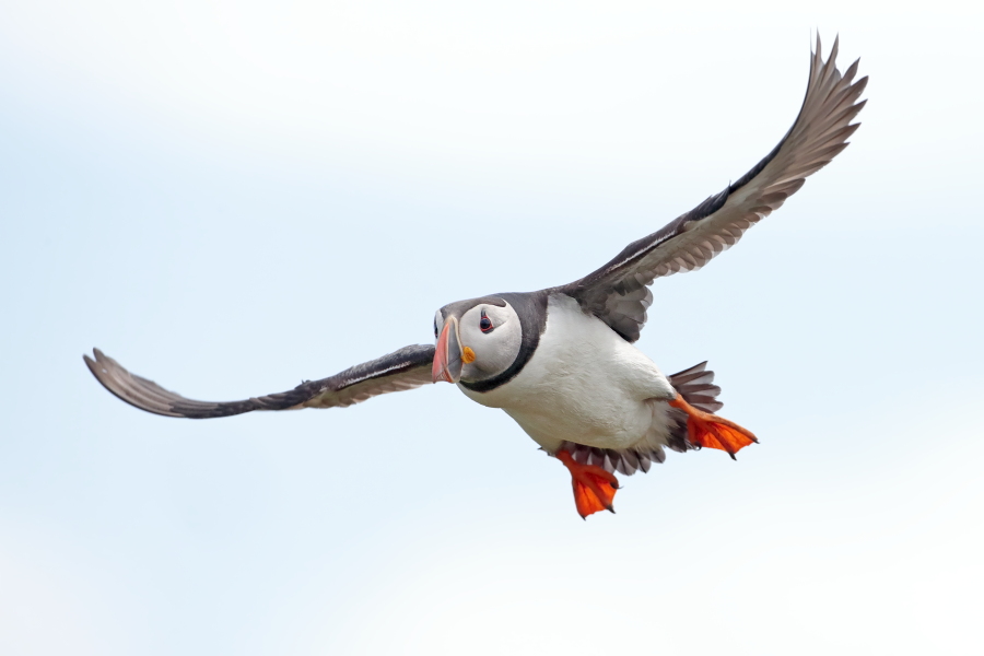Papageitaucher auf den Farne Islands, Nordostengland