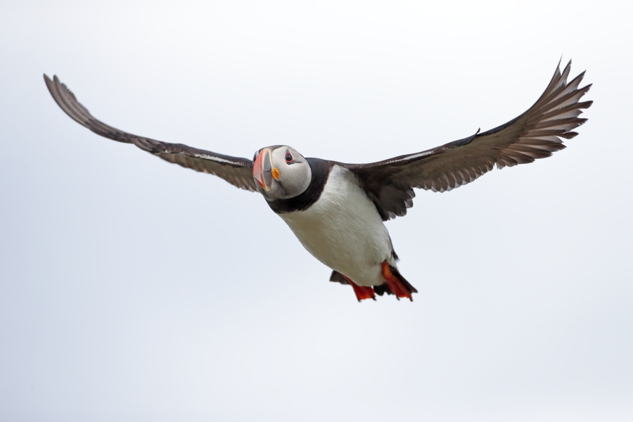 Papageitaucher auf den Farne Islands, Nordostengland