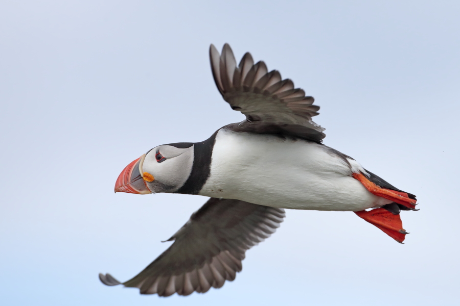 Papageitaucher auf den Farne Islands, Nordostengland