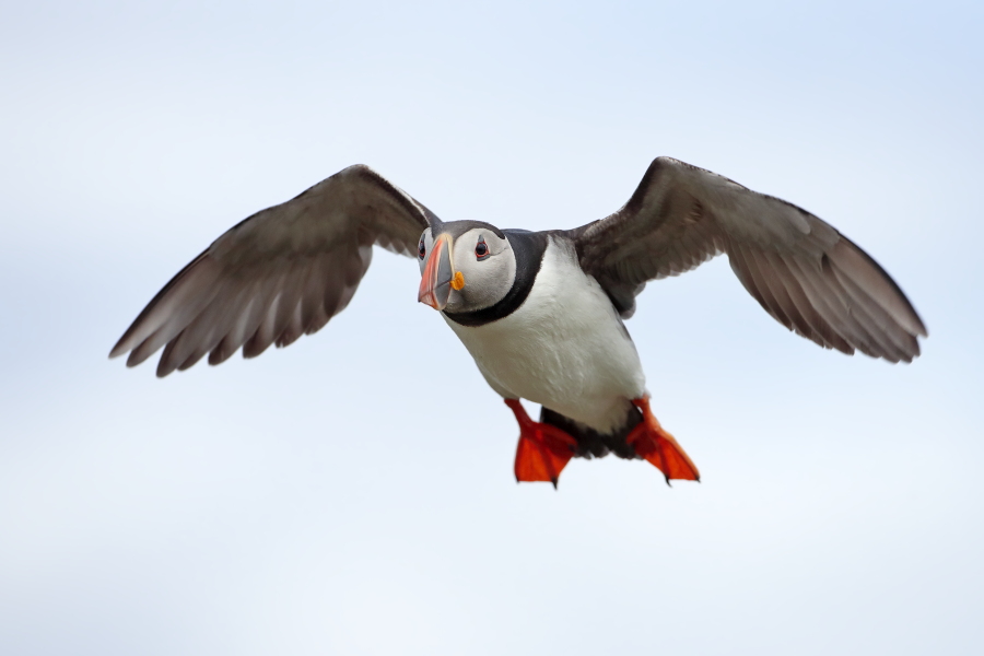 Papageitaucher auf den Farne Islands, Nordostengland