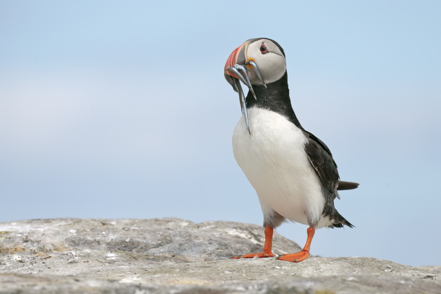 Papageitaucher auf den Farne Islands, Nordostengland