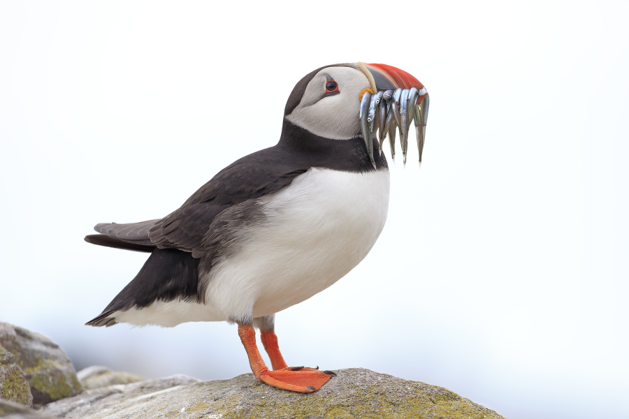 Papageitaucher auf den Farne Islands, Nordostengland