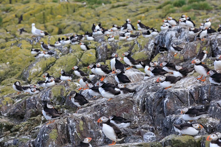 Papageitaucher auf den Farne Islands, Nordostengland