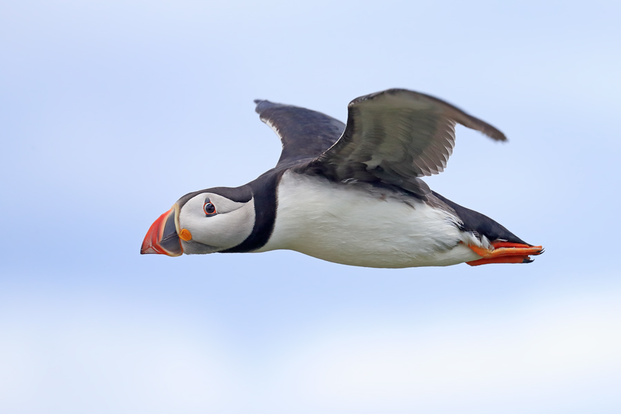 Papageitaucher im Flug, Inner Farne