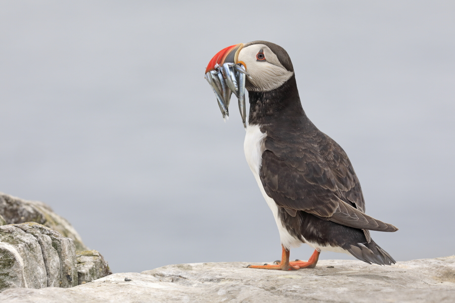 Papageitaucher auf den Farne Islands, Nordostengland