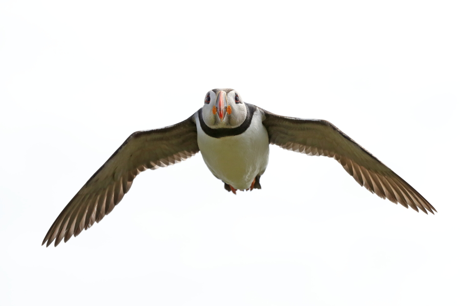 Papageitaucher auf den Farne Islands, Nordostengland