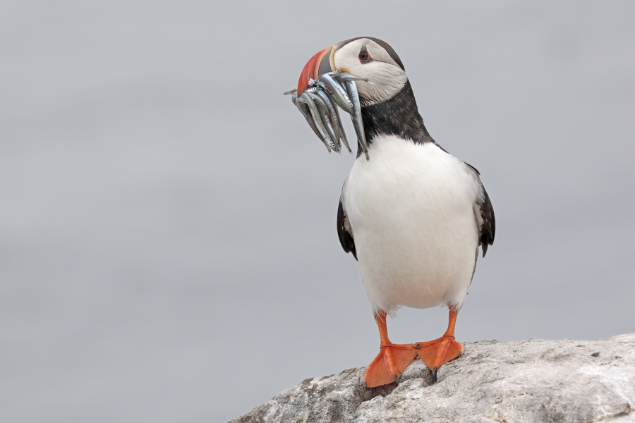 Papageitaucher auf den Farne Islands, Nordostengland