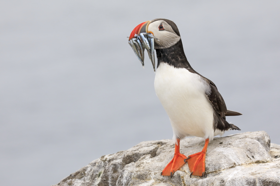 Papageitaucher auf den Farne Islands, Nordostengland