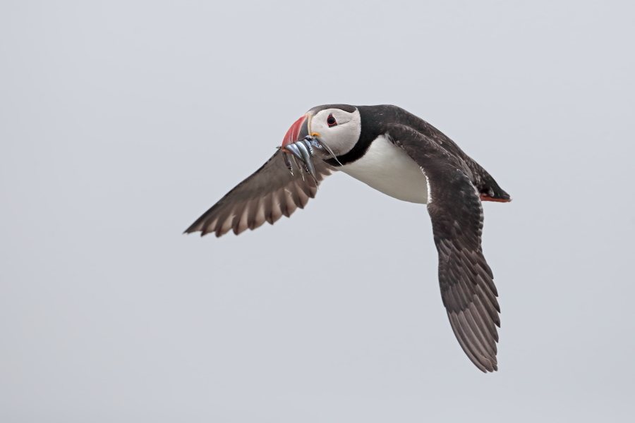Papageitaucher auf den Farne Islands, Nordostengland