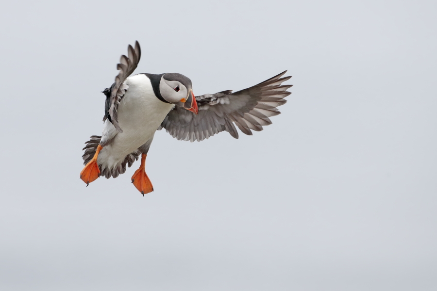 Papageitaucher auf den Farne Islands, Nordostengland