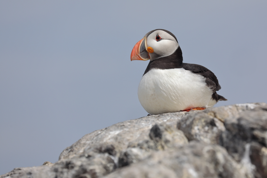 Papageitaucher auf den Farne Islands, Nordostengland