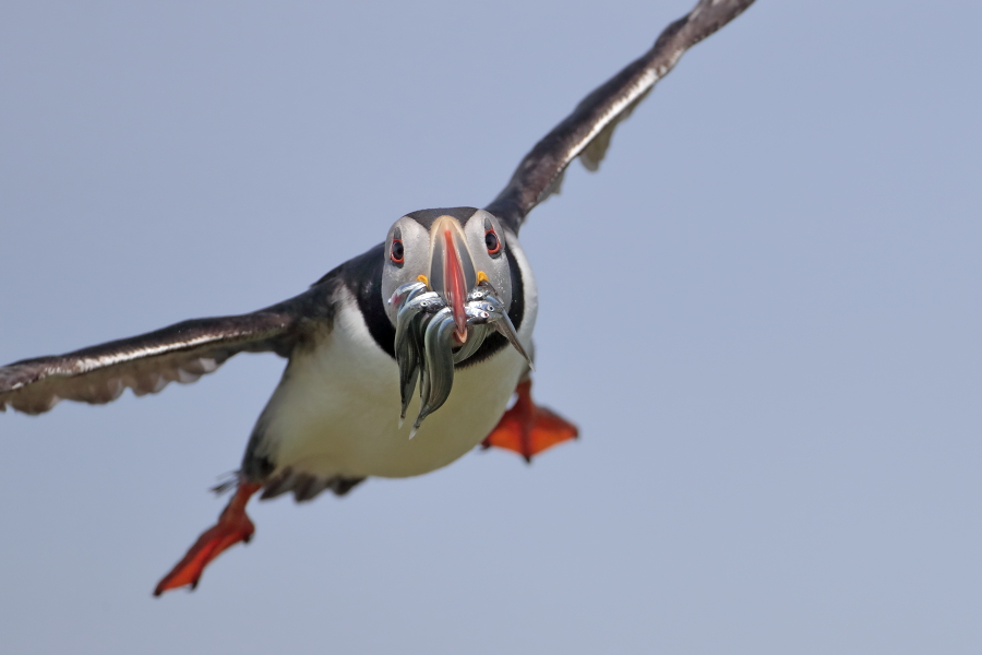 Papageitaucher