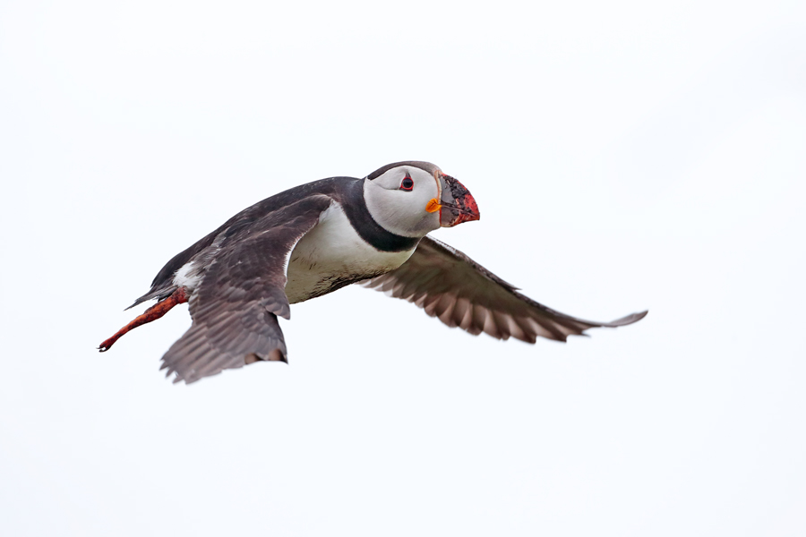 Papageitaucher auf Inner Farne
